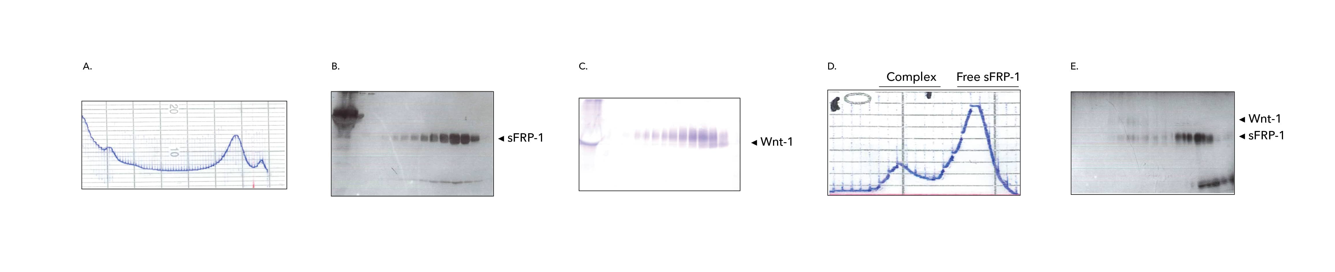 Selection of data for Purification of the Wnt1/sFRP Complex